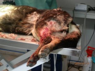 Παλαιό Σκυλίτσι Ημαθίας: Πυροβόλησε τον σκύλο αλλά δεν καταθέτουν οι μάρτυρες!